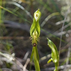 Pterostylis plumosa at suppressed - 19 Sep 2024