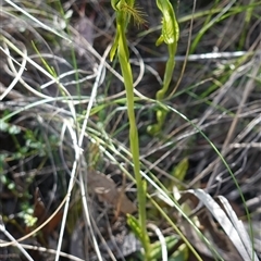 Pterostylis plumosa at suppressed - suppressed