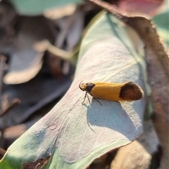 Merocroca automima at Bungendore, NSW - suppressed