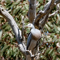 Egretta novaehollandiae (White-faced Heron) at Hawker, ACT - 16 Sep 2024 by Untidy