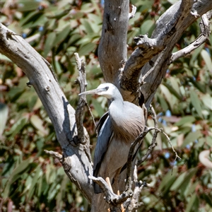 Egretta novaehollandiae at Hawker, ACT - 16 Sep 2024 12:14 PM