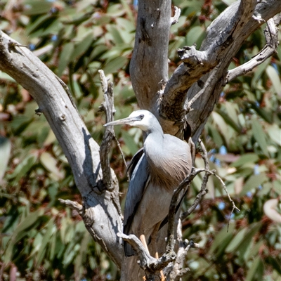 Egretta novaehollandiae (White-faced Heron) at Hawker, ACT - 16 Sep 2024 by Untidy