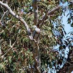 Egretta novaehollandiae at Hawker, ACT - 16 Sep 2024