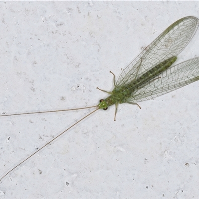 Mallada signatus (Green Lacewing) at Melba, ACT - 21 Sep 2024 by kasiaaus