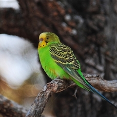 Melopsittacus undulatus (Budgerigar) at Euabalong, NSW - 19 Sep 2024 by Harrisi