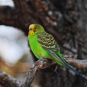 Melopsittacus undulatus at Euabalong, NSW - 19 Sep 2024 10:48 AM