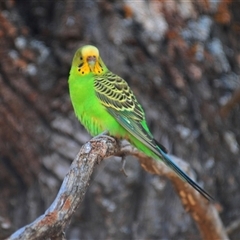 Melopsittacus undulatus at Euabalong, NSW - 19 Sep 2024