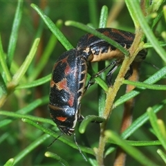 Choerocoris variegatus (Variable Jewel Bug) at Euabalong, NSW - 18 Sep 2024 by Harrisi