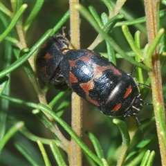 Choerocoris variegatus at Euabalong, NSW - 18 Sep 2024 01:40 PM