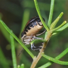 Choerocoris variegatus at Euabalong, NSW - 18 Sep 2024