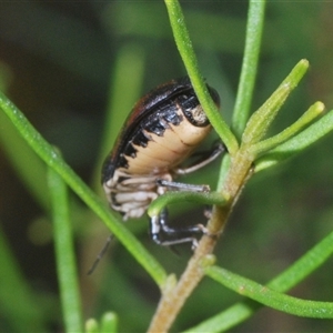 Choerocoris variegatus at Euabalong, NSW - 18 Sep 2024