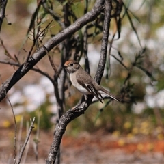 Petroica goodenovii (Red-capped Robin) at Mount Hope, NSW - 18 Sep 2024 by Harrisi