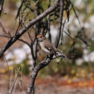 Petroica goodenovii at Mount Hope, NSW - 18 Sep 2024