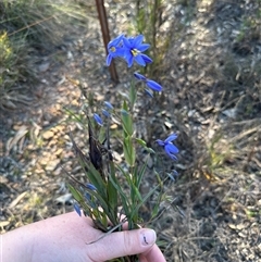 Stypandra glauca (Nodding Blue Lily) at Murrumbateman, NSW - 22 Sep 2024 by Batogal