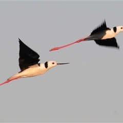 Himantopus leucocephalus (Pied Stilt) at Lake Cargelligo, NSW - 17 Sep 2024 by Harrisi