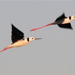 Himantopus leucocephalus (Pied Stilt) at Lake Cargelligo, NSW by Harrisi