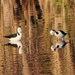 Himantopus leucocephalus at Lake Cargelligo, NSW - 17 Sep 2024