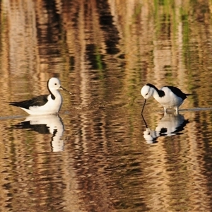 Himantopus leucocephalus at Lake Cargelligo, NSW - 17 Sep 2024