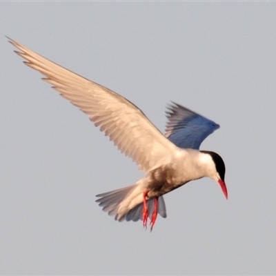 Chlidonias hybrida (Whiskered Tern) at Lake Cargelligo, NSW - 17 Sep 2024 by Harrisi