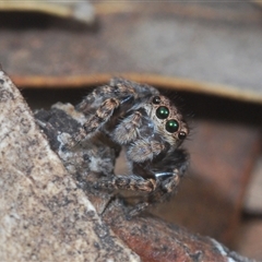 Maratus vespertilio (Bat-like peacock spider) at Grenfell, NSW - 21 Sep 2024 by Harrisi