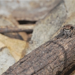 Maratus vespertilio at Grenfell, NSW - suppressed