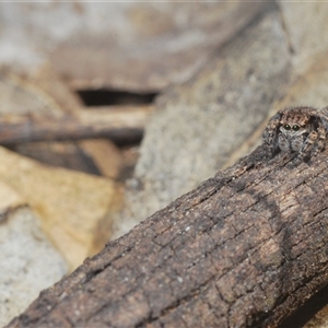 Maratus vespertilio at Grenfell, NSW - 21 Sep 2024