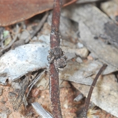 Maratus vespertilio at Grenfell, NSW - 21 Sep 2024