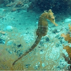 Hippocampus whitei (White’s Seahorse) at Swansea, NSW - 18 Jan 2019 by MichaelBedingfield