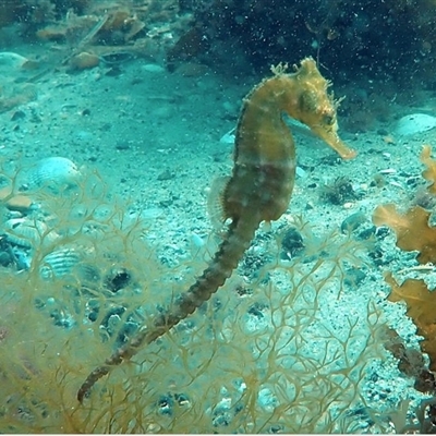 Hippocampus whitei (White’s Seahorse) at Swansea, NSW - 18 Jan 2019 by MichaelBedingfield