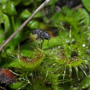 Drosera sp. at Forde, ACT - 7 Sep 2024