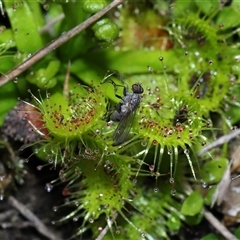 Drosera sp. at Forde, ACT - 7 Sep 2024