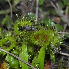 Drosera sp. at Forde, ACT - 7 Sep 2024