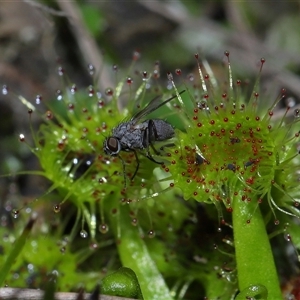 Drosera sp. at Forde, ACT - 7 Sep 2024