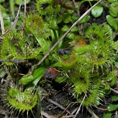 Drosera sp. at Forde, ACT - 7 Sep 2024