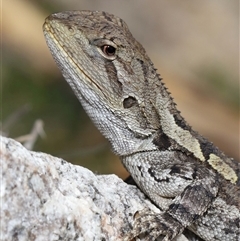 Amphibolurus muricatus (Jacky Lizard) at Tharwa, ACT - 11 Sep 2024 by TimL