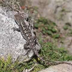 Amphibolurus muricatus at Tharwa, ACT - 11 Sep 2024 12:57 PM