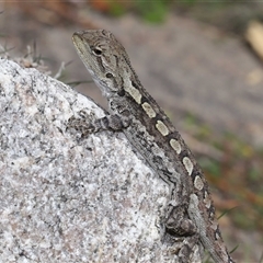 Amphibolurus muricatus at Tharwa, ACT - 11 Sep 2024 12:57 PM