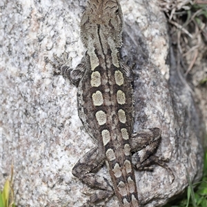 Amphibolurus muricatus at Tharwa, ACT - 11 Sep 2024 12:57 PM