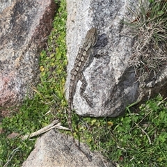 Amphibolurus muricatus at Tharwa, ACT - 11 Sep 2024 12:57 PM