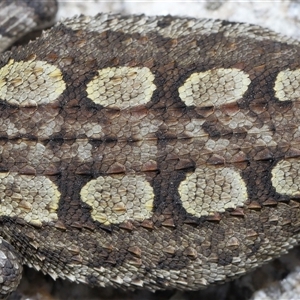 Amphibolurus muricatus at Tharwa, ACT - 11 Sep 2024