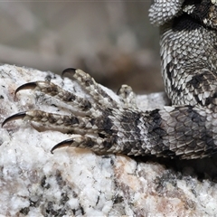 Amphibolurus muricatus at Tharwa, ACT - 11 Sep 2024