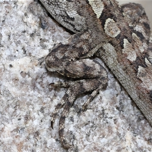 Amphibolurus muricatus at Tharwa, ACT - 11 Sep 2024