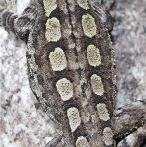 Amphibolurus muricatus at Tharwa, ACT - 11 Sep 2024 12:56 PM