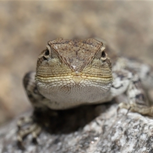 Amphibolurus muricatus at Tharwa, ACT - 11 Sep 2024