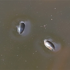 Macrogyrus (genus) (whirligig beetles) at Tharwa, ACT - 11 Sep 2024 by TimL