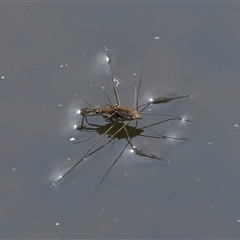 Tenagogerris euphrosyne at Tharwa, ACT - 11 Sep 2024