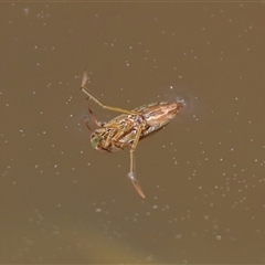 Enithares sp. (genus) (Backswimmer) at Tharwa, ACT - 11 Sep 2024 by TimL