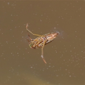 Enithares sp. (genus) at Tharwa, ACT - 11 Sep 2024