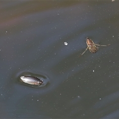 Enithares sp. (genus) at Tharwa, ACT - 11 Sep 2024