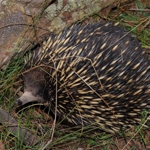 Tachyglossus aculeatus at Forde, ACT - 8 Aug 2024 12:28 PM